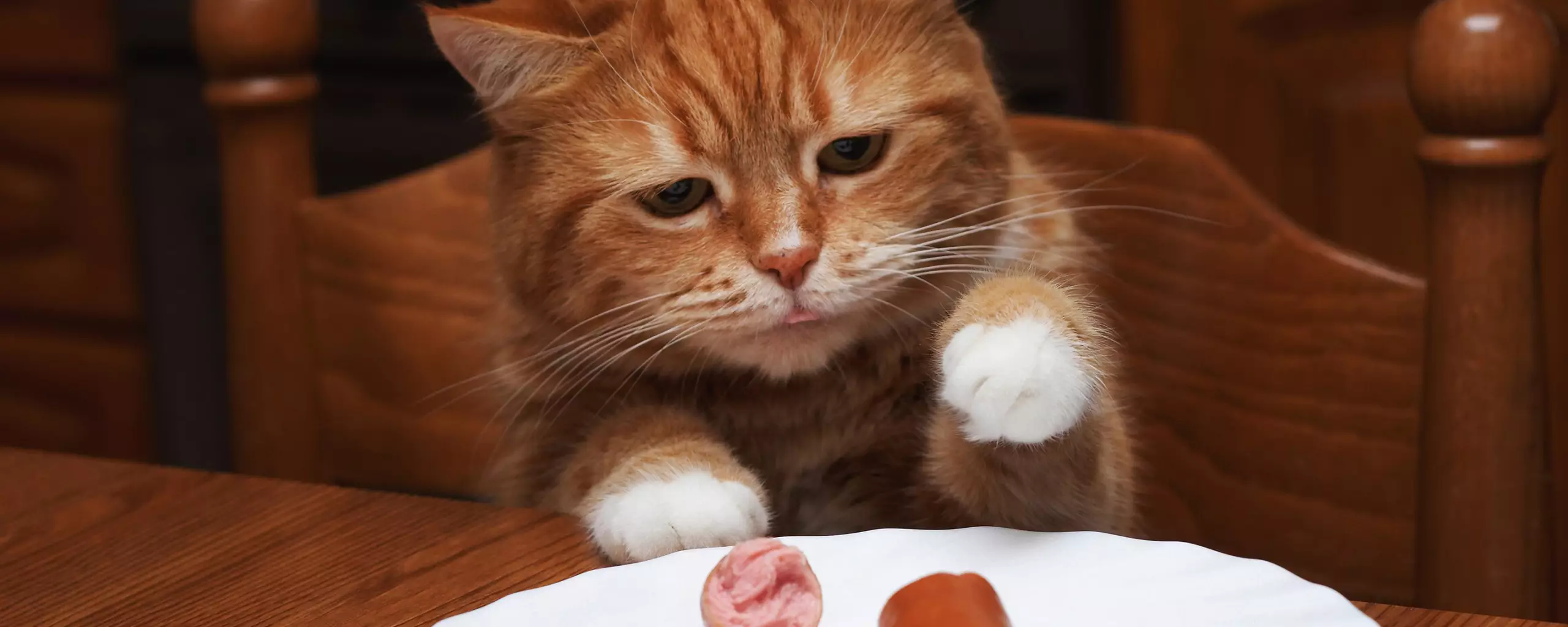 Не кормите кошек едой со стола